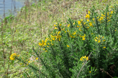 Ulex europaeus