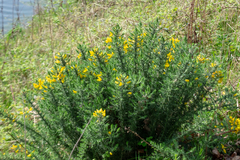 Ulex europaeus