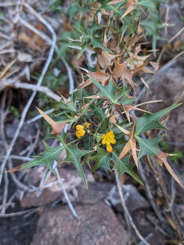 Berberis — photo 1