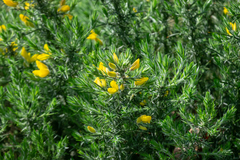 Ulex europaeus