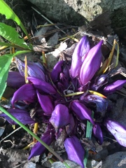 Lathraea clandestina