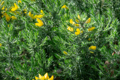 Ulex europaeus