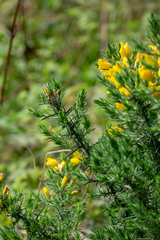 Ulex europaeus