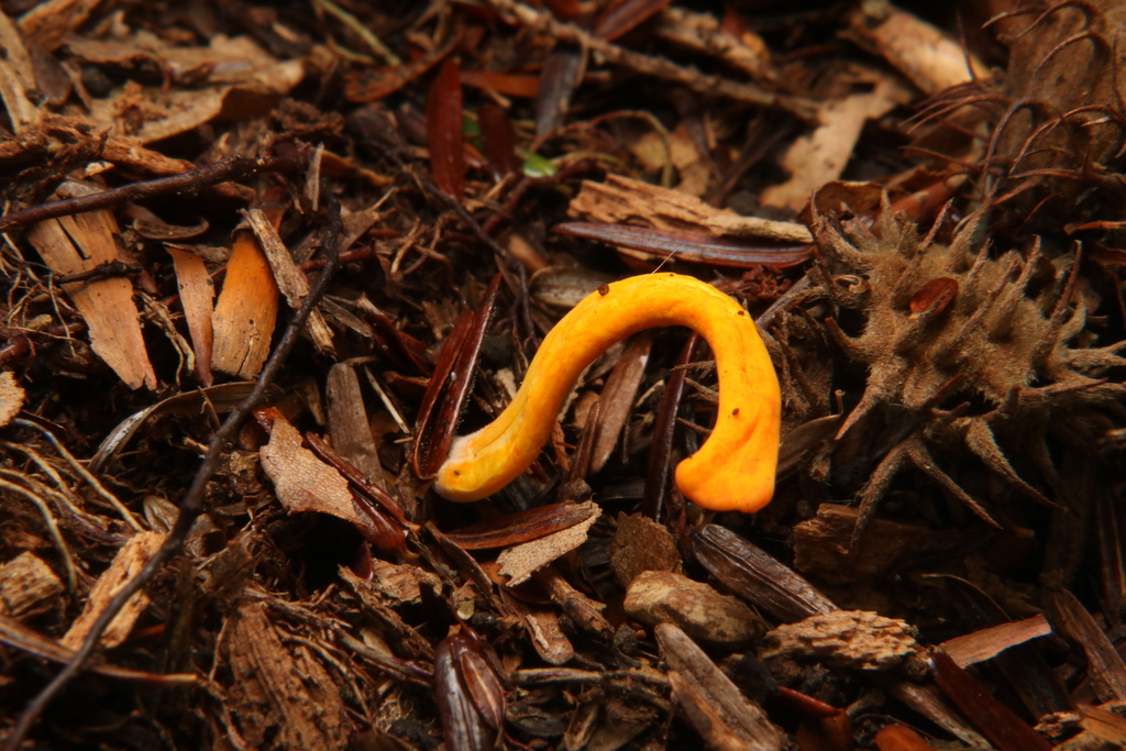 Clavulinopsis sp. 'laeticolor-MI01'