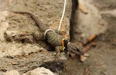 Sceloporus mucronatus
