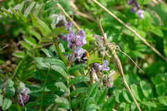 Bombus