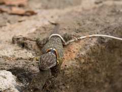 Sceloporus mucronatus