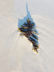 Splachnidium rugosum