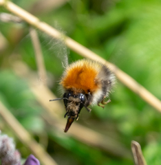 Bombus