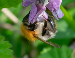 Bombus