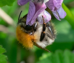 Bombus