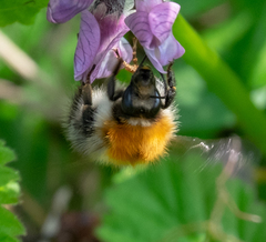 Bombus