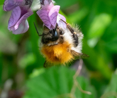 Bombus