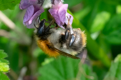 Bombus