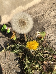 Taraxacum officinale
