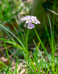 Cardamine pratensis