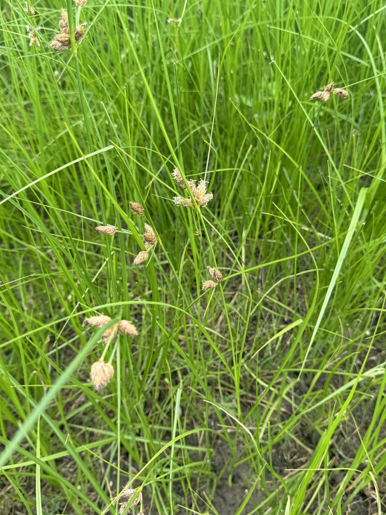 Cyperoideae from Maroochy River Golf Club, Bli Bli, QLD, AU on February