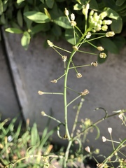 Capsella bursa-pastoris