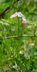 Cardamine pratensis