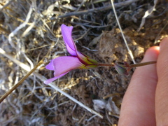 Oxalis lateriflora
