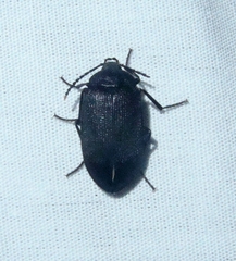Penthe pimelia