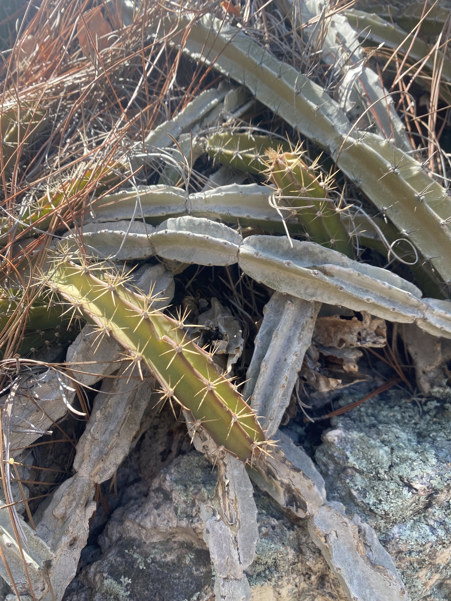 Deamia chontalensis