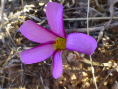 Oxalis lateriflora