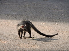 Paradoxurus hermaphroditus