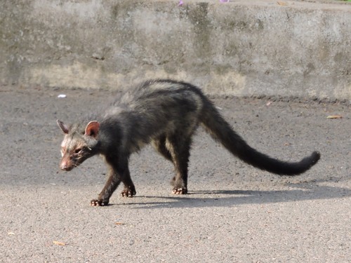 Northern Palm Civet