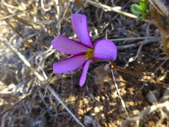 Oxalis lateriflora