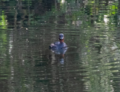 Tachybaptus ruficollis