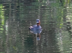 Tachybaptus ruficollis