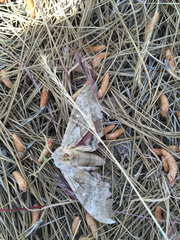 Pachysphinx occidentalis