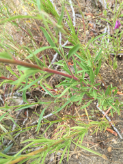 Clarkia dudleyana