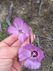Clarkia dudleyana