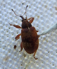 Anthonomus pedicularius