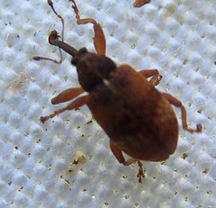 Anthonomus pedicularius