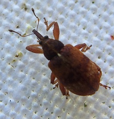 Anthonomus pedicularius