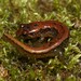 Desmognathus tilleyi - Photo (c) Max Ramey, some rights reserved (CC BY-NC), uploaded by Max Ramey