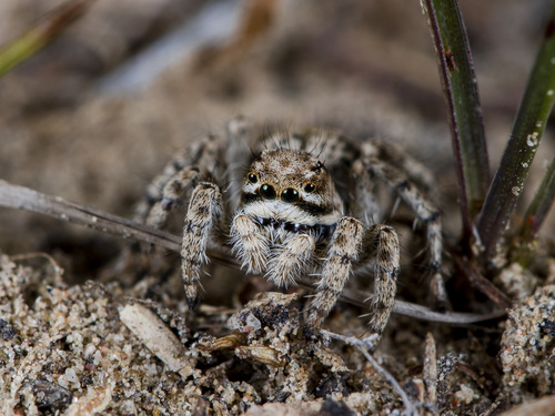 Rafalus variegatus