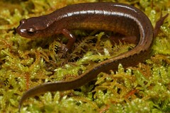 Junaluska Salamander photo 1