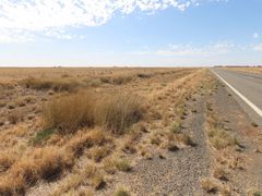 Eragrostis australasica