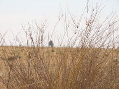 Eragrostis australasica