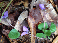 Viola sagittata