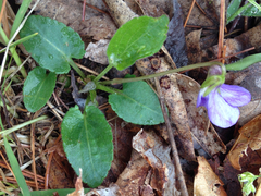 Viola sagittata