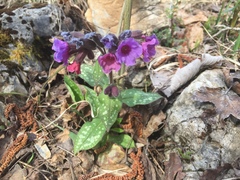 Pulmonaria officinalis