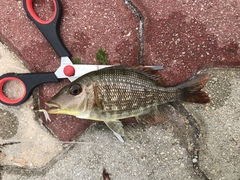 Lethrinidae