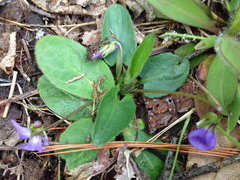 Viola sagittata
