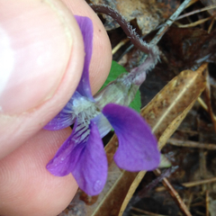 Viola sagittata
