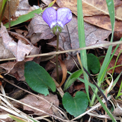 Viola sagittata